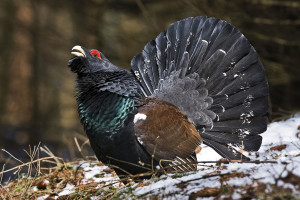 gallo cedrone in amore