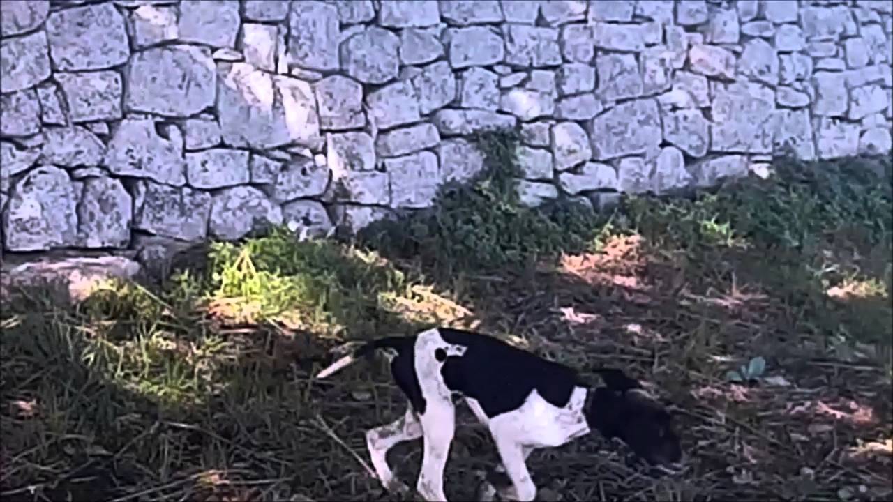 Cani da Caccia: addestramento cucciolo di Pointer