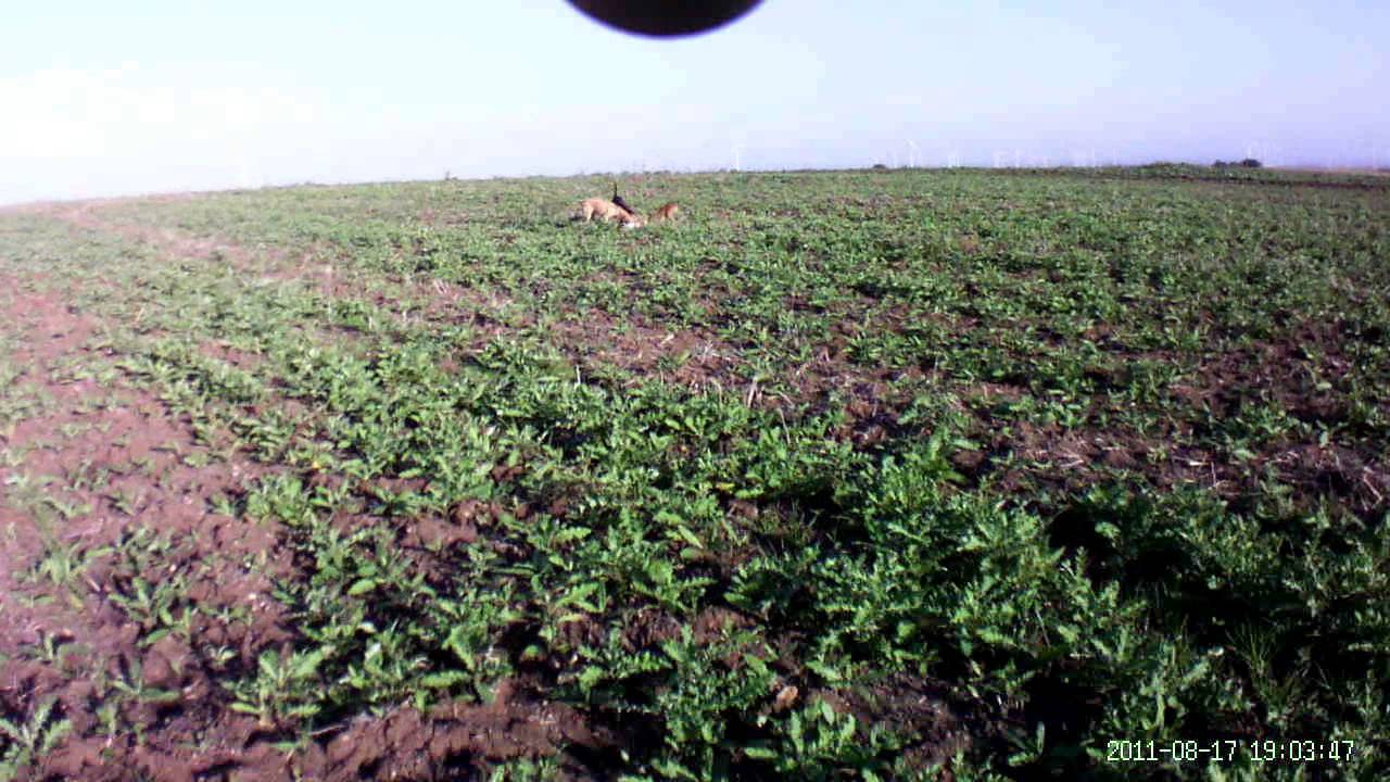 Caccia alla Lepre ad Ascoli Satriano (FG)