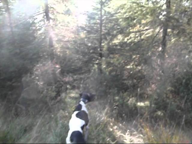 Caccia al Gallo Forcello con il Setter Inglese