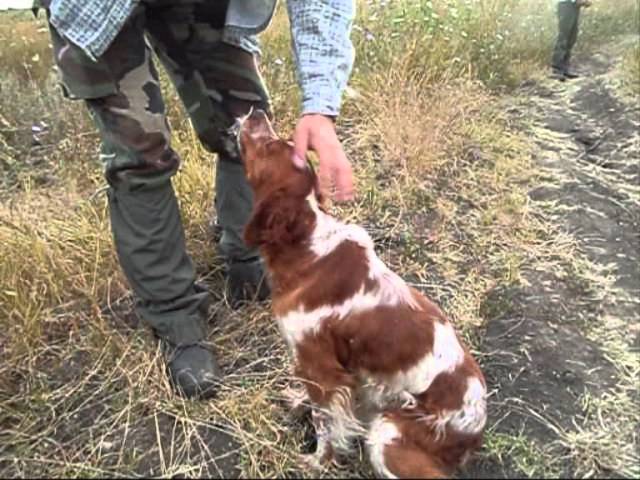 Caccia alla quaglia in Croazia