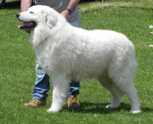 Cane da pastore maremmano abruzzese