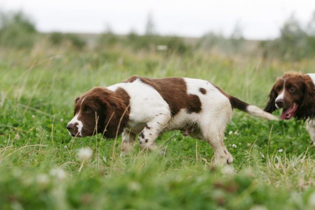 Italian Springer Alla scoperta dello Springer Spaniel in Italia - Caccia Passione