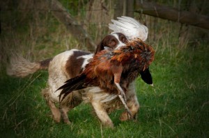 Prove di lavoro per Spaniel