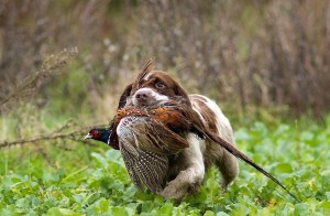 Prove per Spaniel