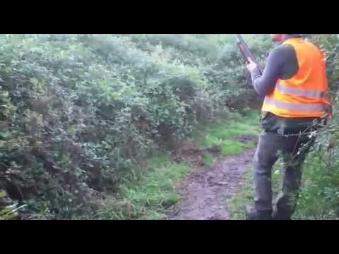 Caccia al Cinghiale….testardo!