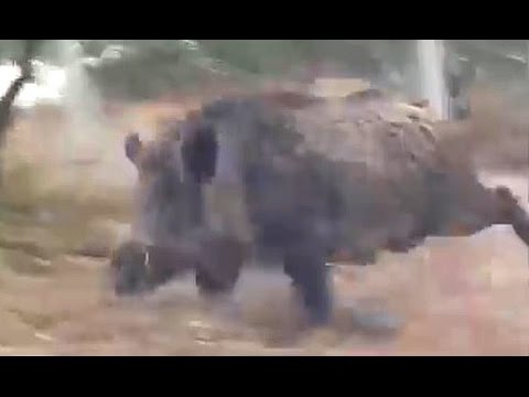 Caccia al cinghiale…immenso!