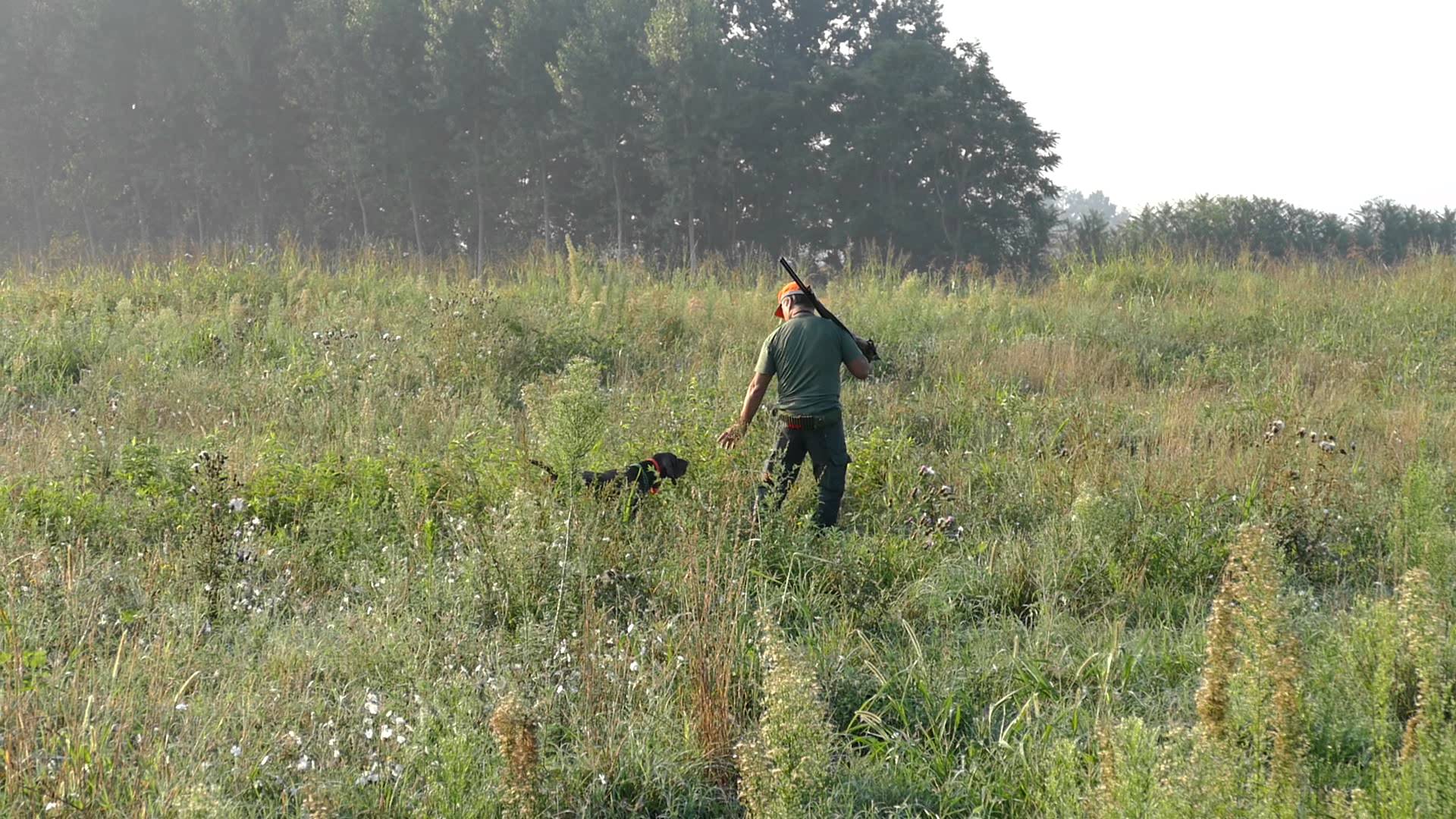 Caccia e Cani: Kurzhaar in addestramento