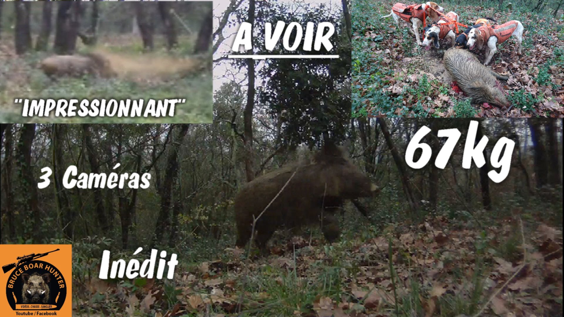Caccia al Cinghiale in Francia