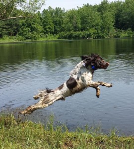 riporto_spaniel_cane