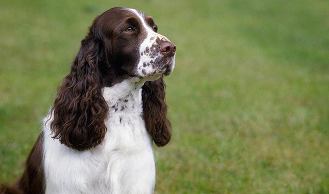 Italian Springer Alla scoperta dello Springer Spaniel in Italia - Caccia Passione
