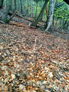 palco-cervo-sottobosco-corna Non è affato semplice individuare i palchi che sembrano mimetizzarsi perfettamente nel sottobosco