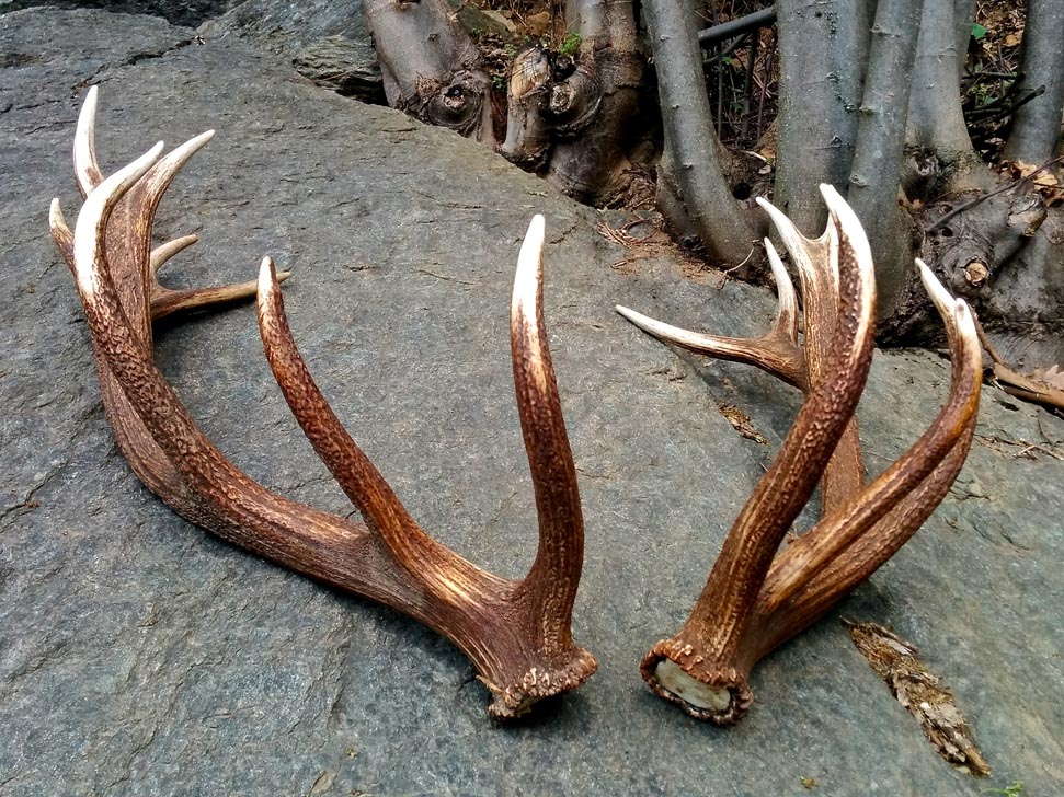 corna-cervo-coronato-palco Ricomporre una coppia di un bel coronato è una grande soddisfazione