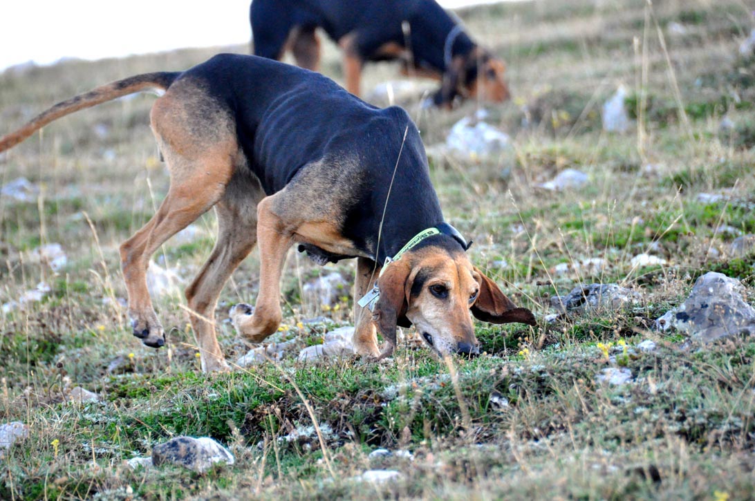 Caccia Al Cinghiale Laddestramento Del Cane Da Seguita Caccia
