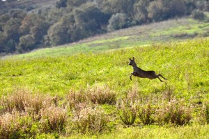 Caccia al capriolo