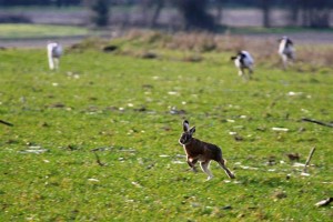 Cani da seguita su lepre in muta