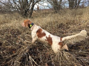 Mondiali per cani da ferma