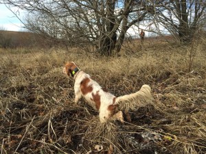 preparazione cani da caccia