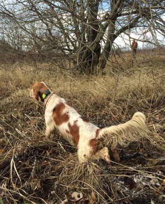 Apertura della caccia? Si, no, forse.. Editoriale tricocefali