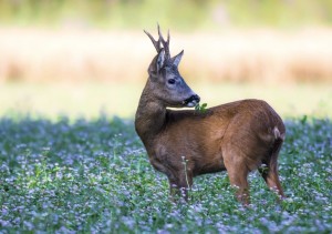 Caccia di selezione al capriolo