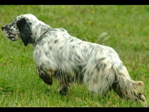 Quattro setter a caccia della Regina