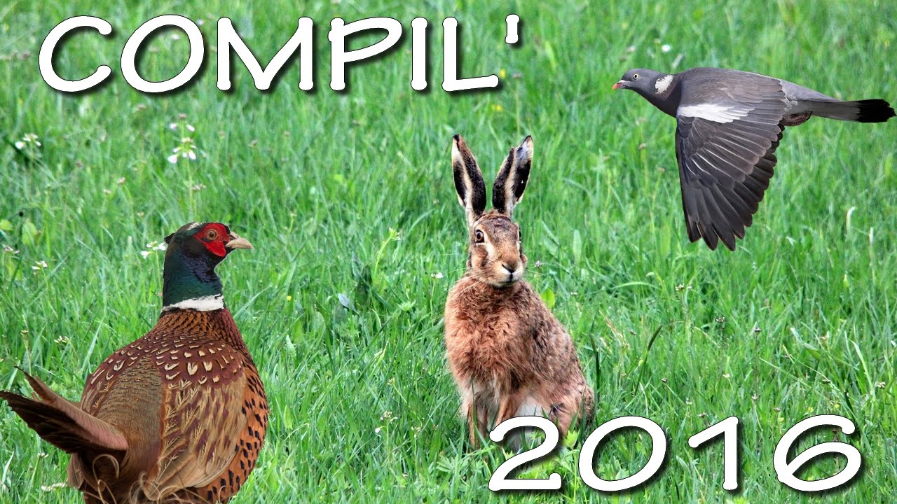 Caccia alla piccola selvaggina