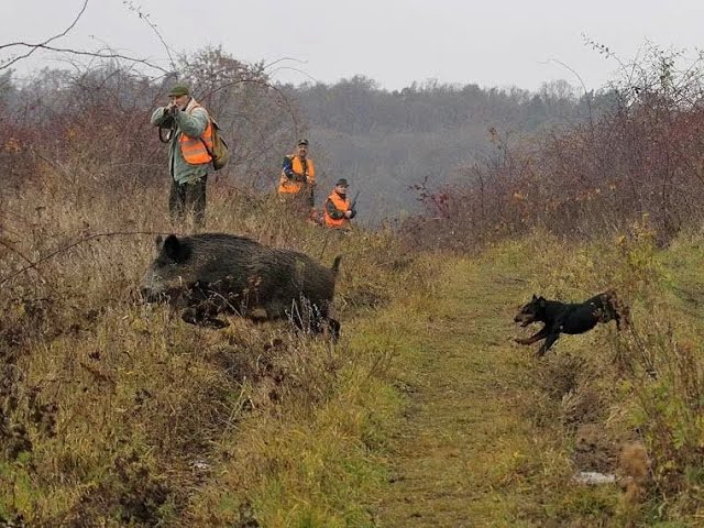 Caccia al cinghiale in Francia
