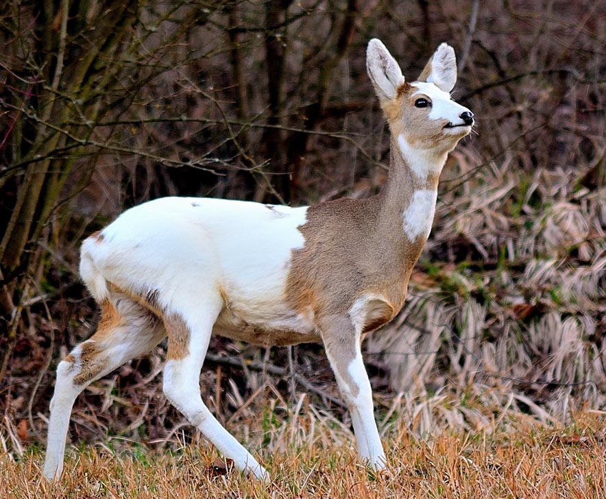 capriolo-semialbino capriolo-albino