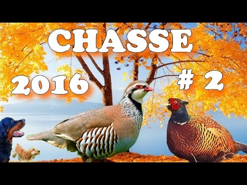 Caccia al Fagiano con calibro 28