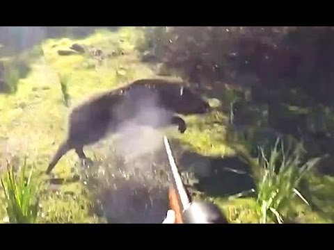 Caccia al Cinghiale…incontro ravvicinato