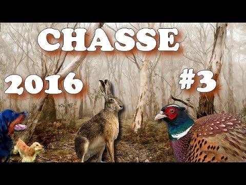 Caccia al Fagiano con calibro 28