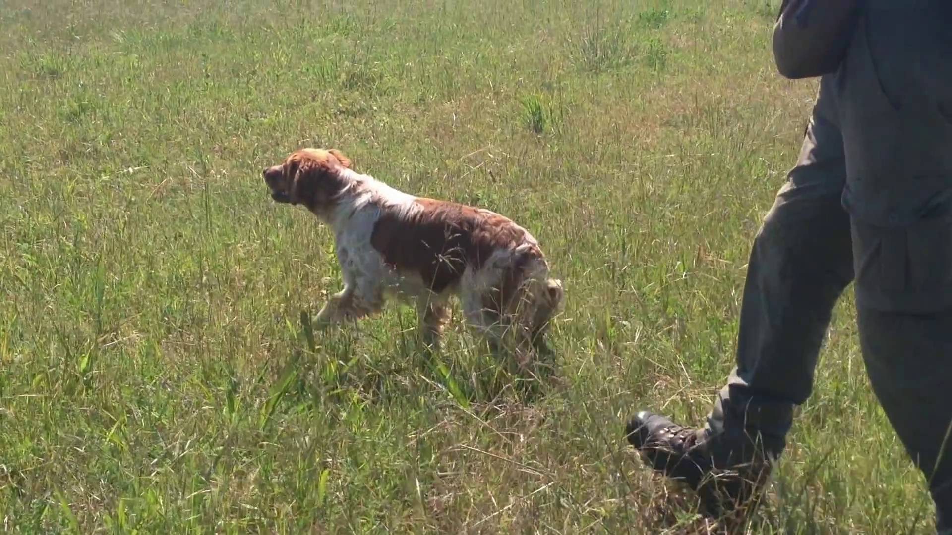 Caccia e Cani: Espagneul Breton in addestramento su quaglie