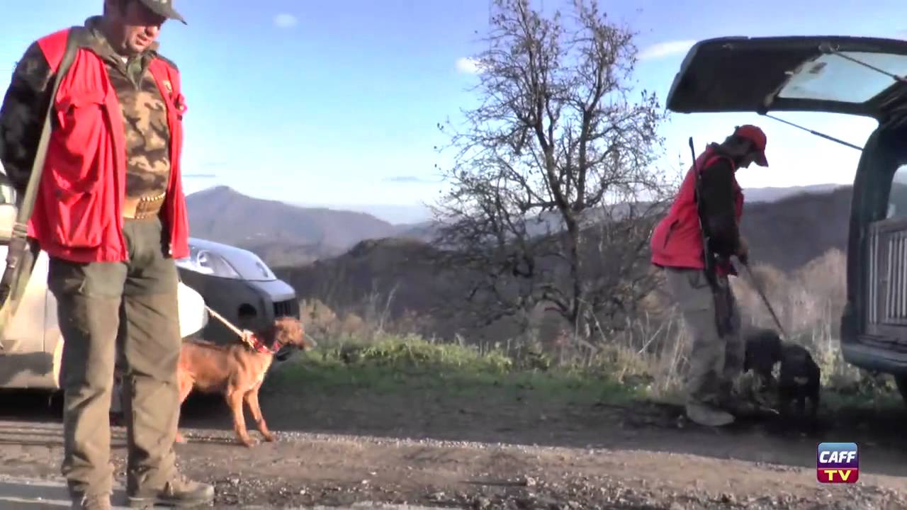 Caccia al Cinghiale: Cinghialai di Montagna – 1a Parte