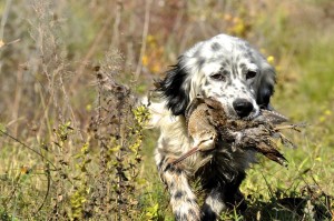 Esposizione Canina per razze da caccia