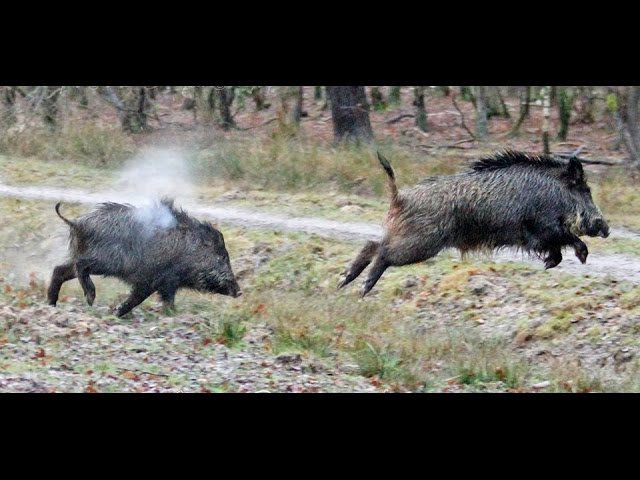 Caccia al Cinghiale in Marocco