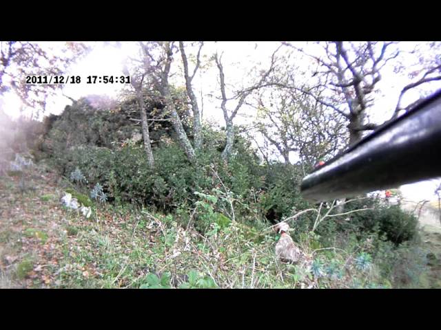 Caccia e Cani: a caccia con il cane da ferma