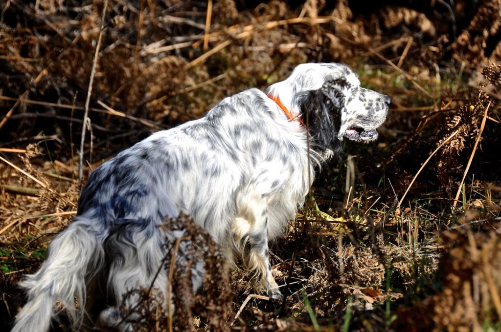 oroscopo canino