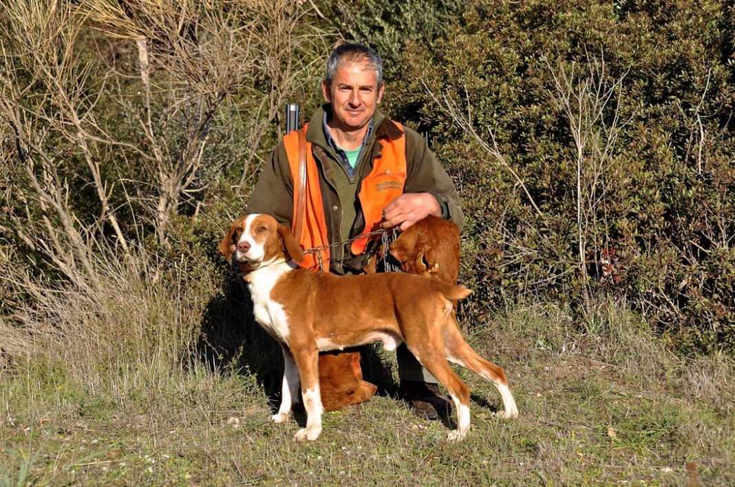 Cani Da Caccia Al Cinghiale In Prima Linea Caccia Passione Cani Da Caccia Al Cinghiale In Prima Linea Caccia Passione