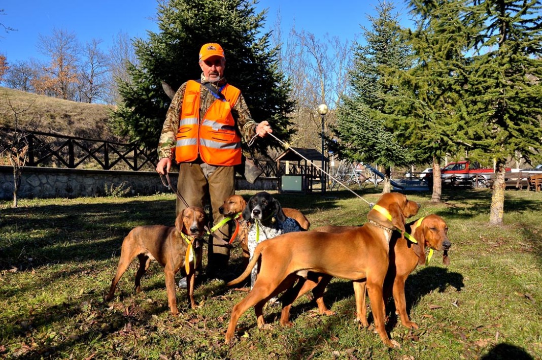 Cani da caccia al cinghiale.. Cani da caccia al cinghiale..