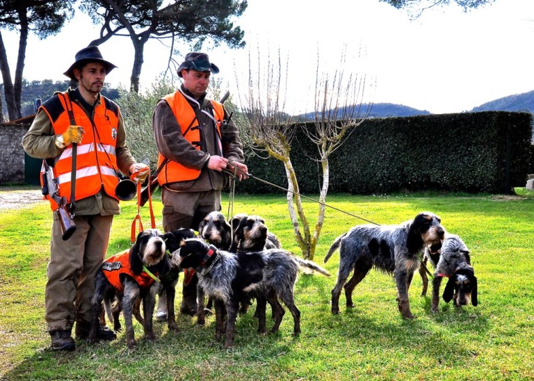 Cani Da Caccia Al Cinghiale In Prima Linea Caccia Passione Cani Da Caccia Al Cinghiale In Prima Linea Caccia Passione