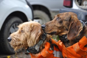 Cani da caccia