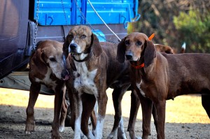 Migliori cani da caccia