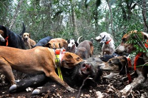 Regolamento sulla caccia al cinghiale