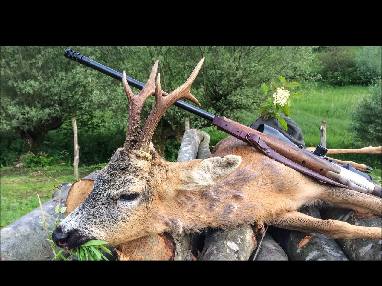 Caccia al capriolo in Romania