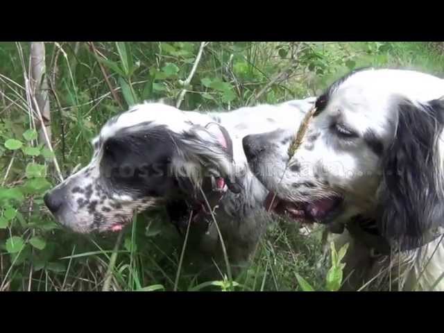 Setter inglese a caccia nella riserva Bareggia..