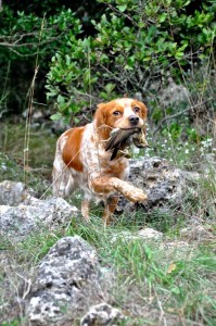 breton al riporto di un tordo bottaccio Caccia ai tordi di passo - Milla, l'affidabile e instancabile breton di Mirco