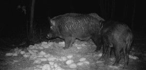 La caza nocturna de jabalíes que dañan cosechas: con visor