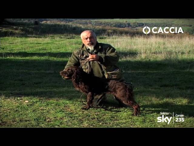 Caccia e Cani: Spaniel Tedesco, cane da cerca
