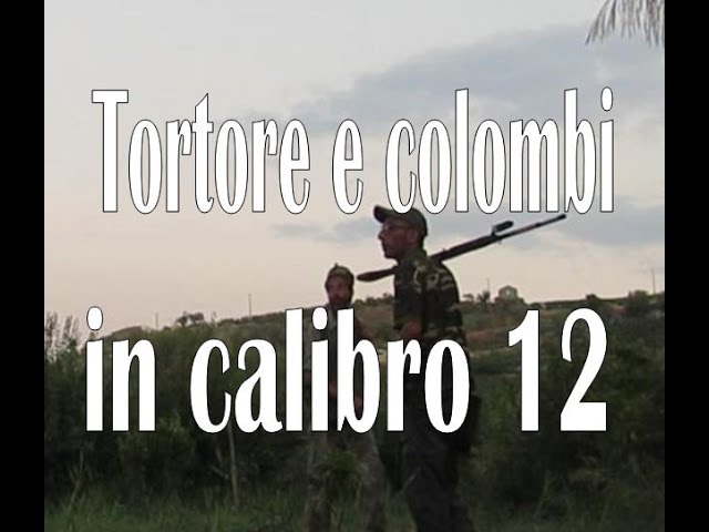 Caccia a Tortore e Colombacci