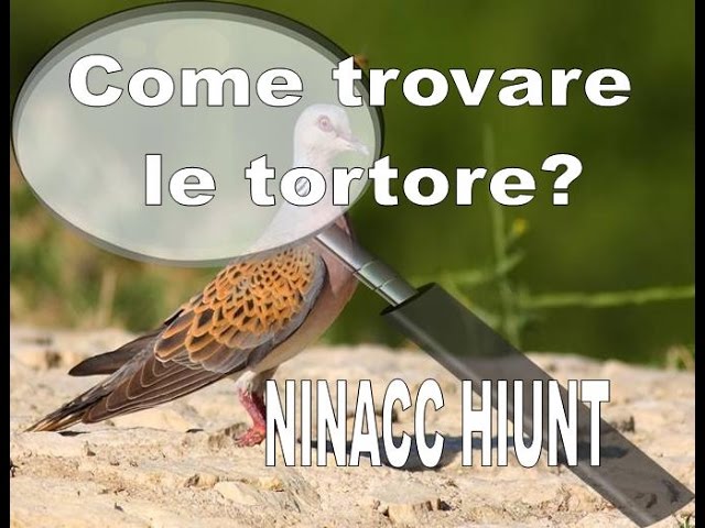 Caccia alla Tortora, come e dove cercarla